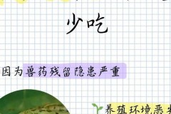 牛蛙养殖需留意！科学管理与人道对待及相关伦理规范探讨