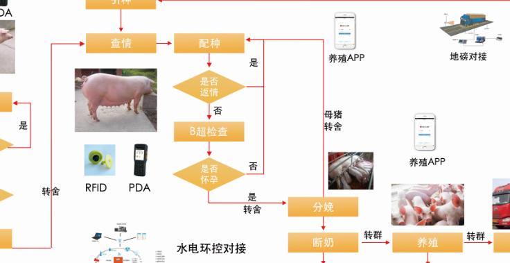 2025年智能饲喂系统来袭，深度解析其核心价值与行业影响